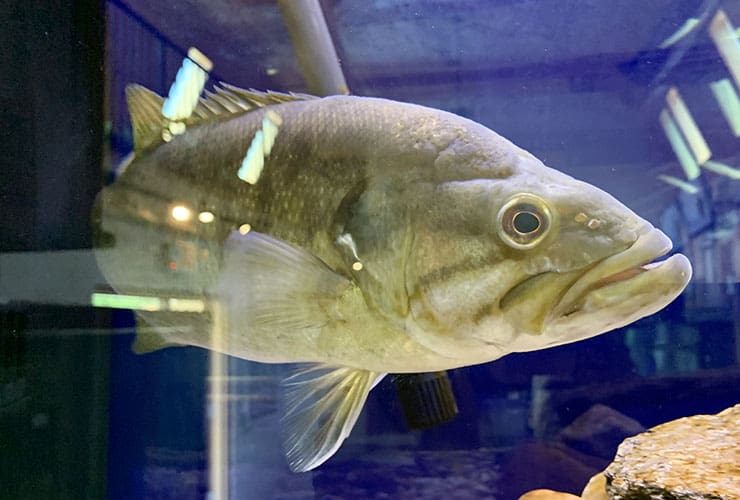 Appalachian Rivers Aquarium Spotted Billy Bass