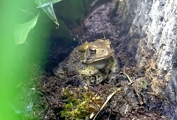 Appalachian Rivers Aquarium Pickerel Frog