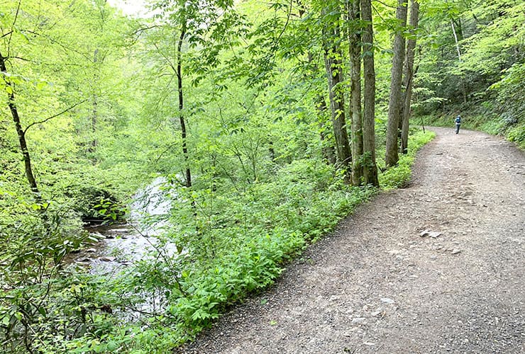 Deep Creek Trail Trees & Creek