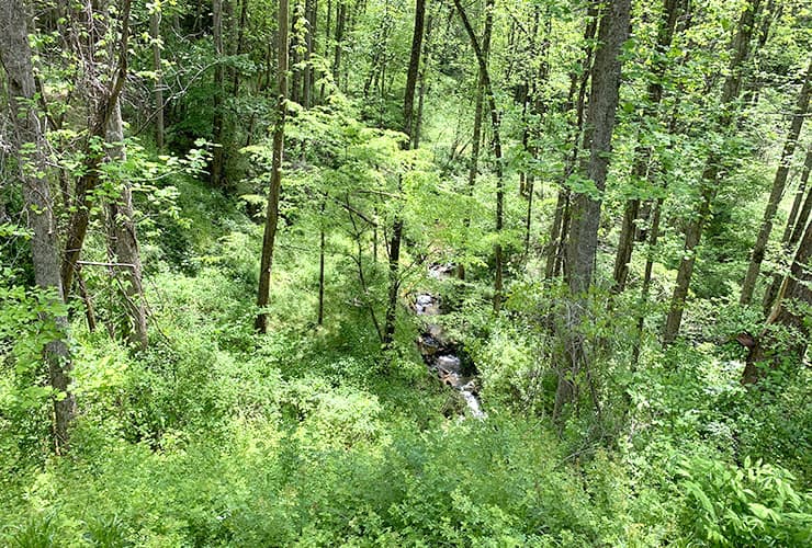 Mini Waterfalls Deep in the Woods