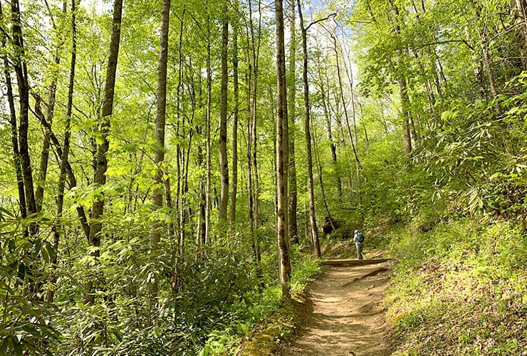 Forest Surrounding the Deep Creek Horse Trail