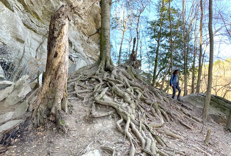 Raven Rock Tree Roots