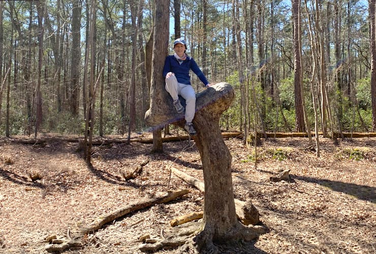 L-Shaped Sitting Tree on the Raven Rock Loop Trail