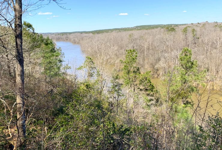 Cape Fear River Overlook View