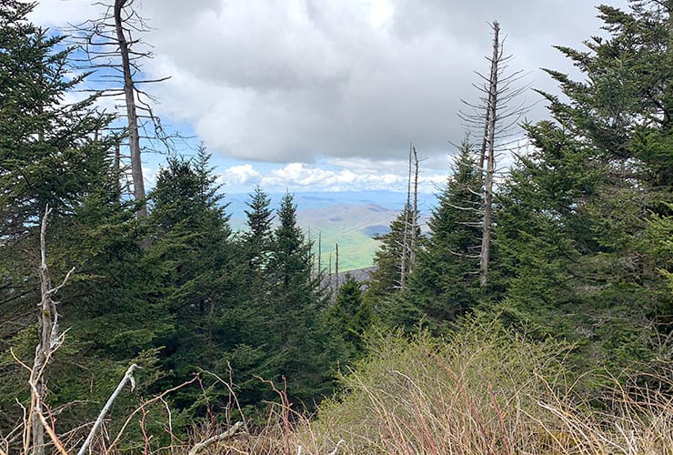 fraser firs along path to clingmans dome