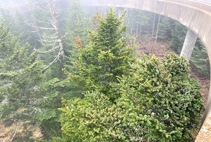 clingmans dome trees