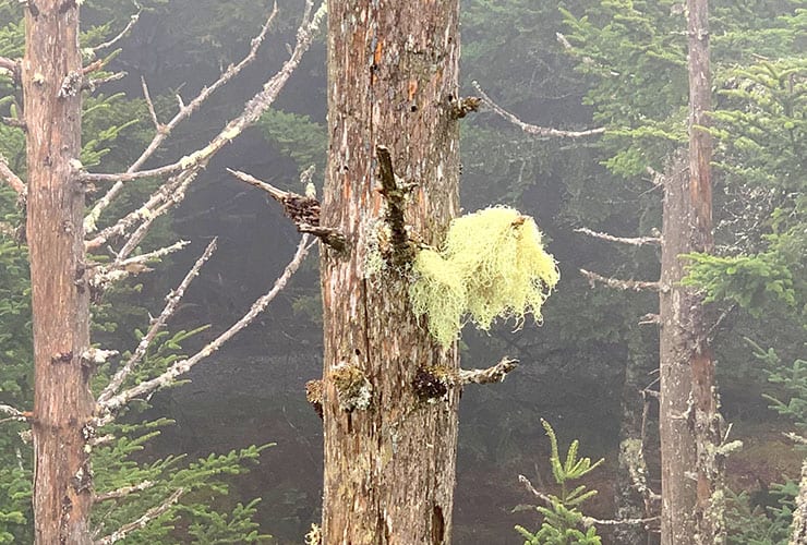 fungy on trees next to clingmans dome