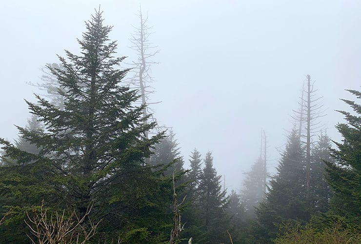 trees and fog along path up to clingmans dome