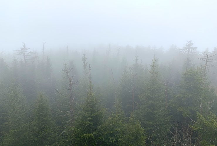 foggy view from clingmans dome tower