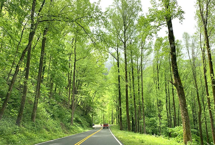 forest along the US-441
