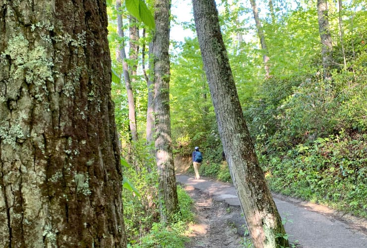 Laurel Falls Trail Trees