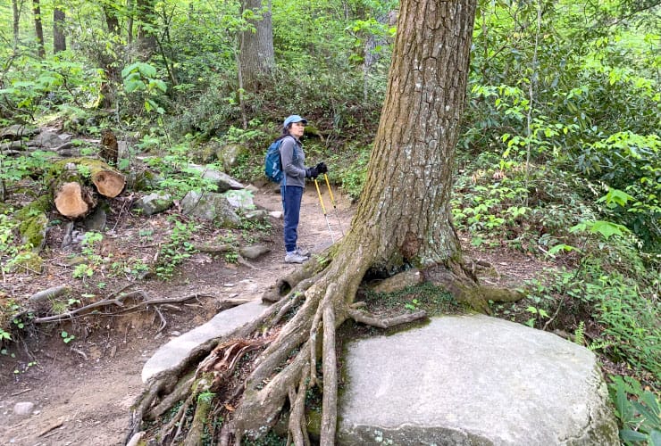 Alien Tree Roots Rainbow Falls Trail Smoky Mountains