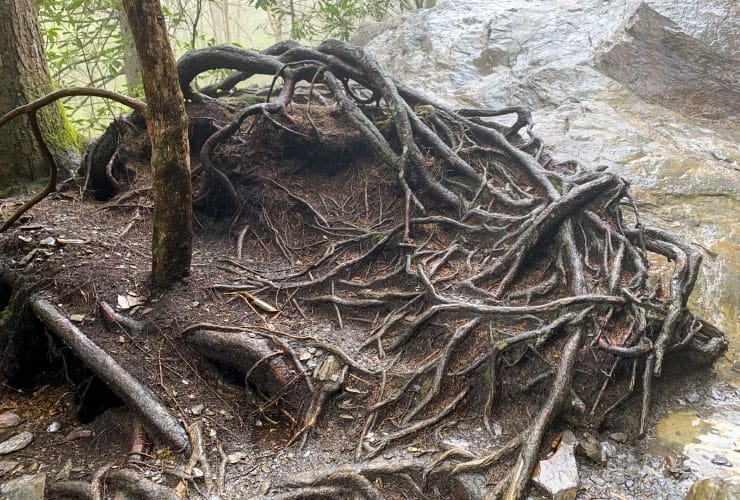 Smoky Mountain Tree Roots