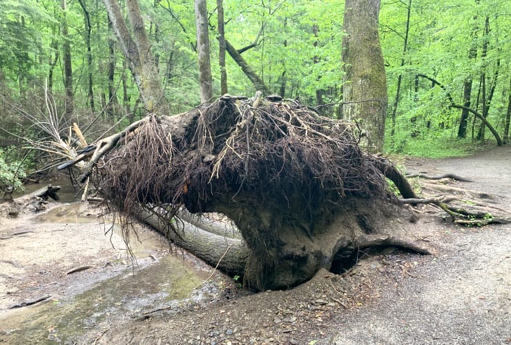 Upended Tree Root Great Smoky Mountains Hiking Trails