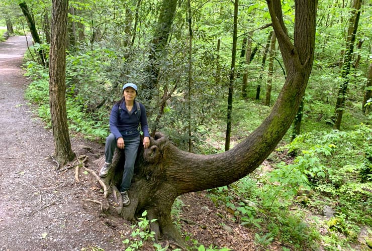 Gatlinburg Trail Sitting Tree Smoky Mountains