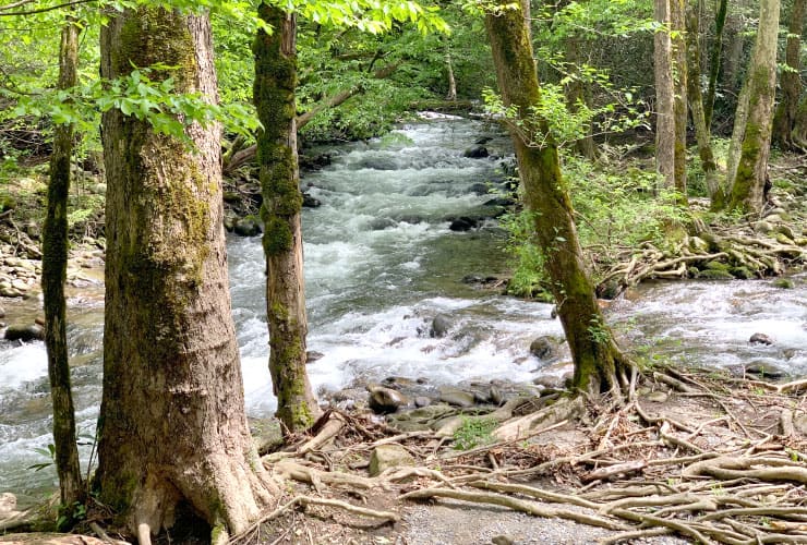 Great Smoky Mountains Hiking Trails River Fork