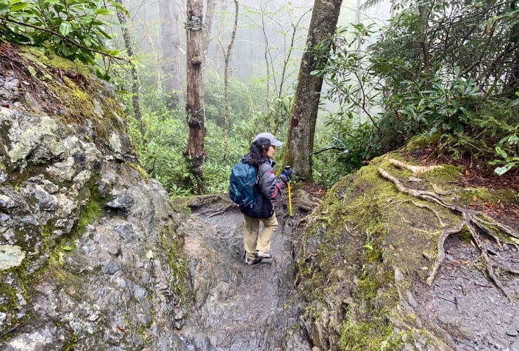 Moss Rocks Roots Alum Cave Bluffs Trail