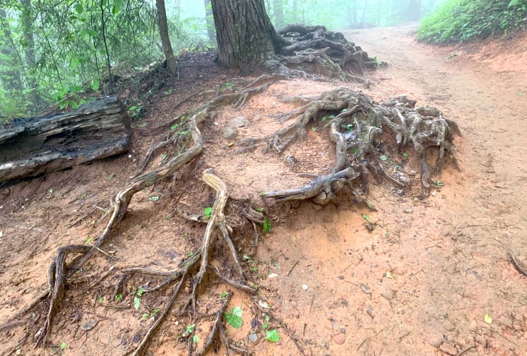 Great Smoky Mountains Hiking Trails Tree Roots