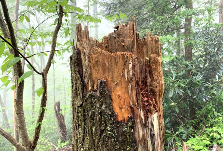 Great Smoky Mountains Hiking Trails Tree Stump