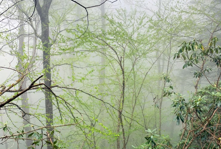 Green Mist Great Smoky Mountains Hiking Trails