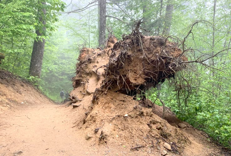 Massive Tree Root Trillium Gap Trail GSMNP