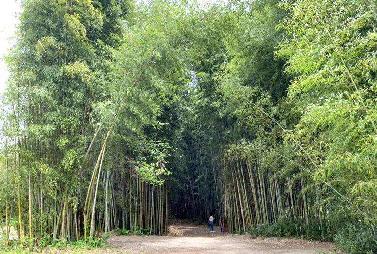 Things to do in Cherokee Oconaluftee Islands Park Bamboo Forest