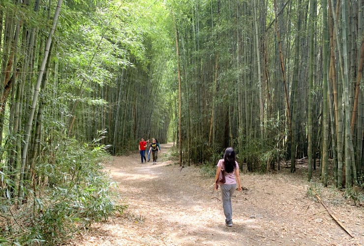Bamboo Forest at the Oconaluftee Islands Park in Cherokee, NC