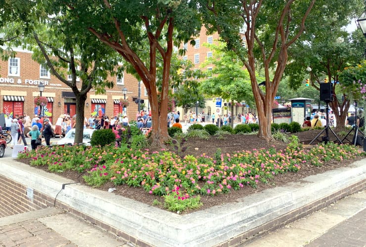 Alexandria Market Square Flowers