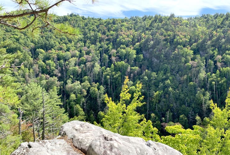 Linville Gorge View Trees