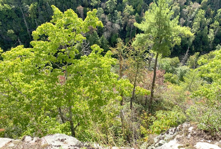 Trees of Linville Gorge