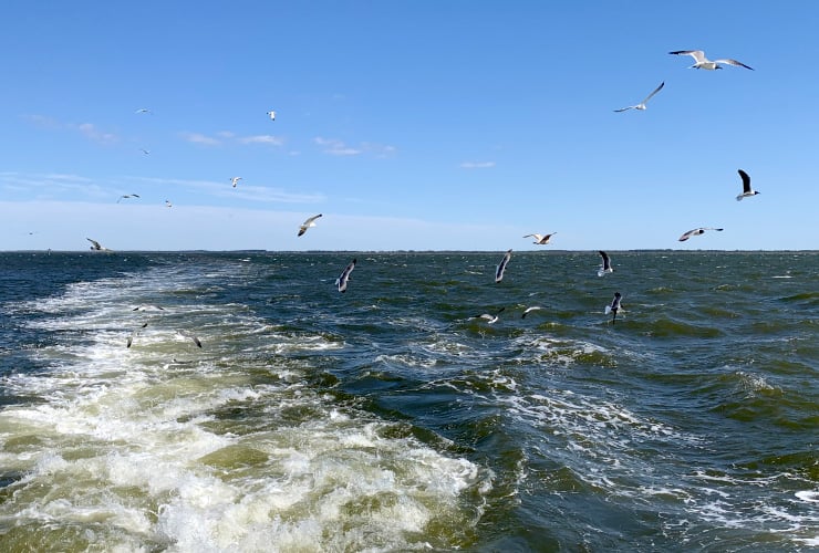 Swan Quarter Ferry Tagalong Birds