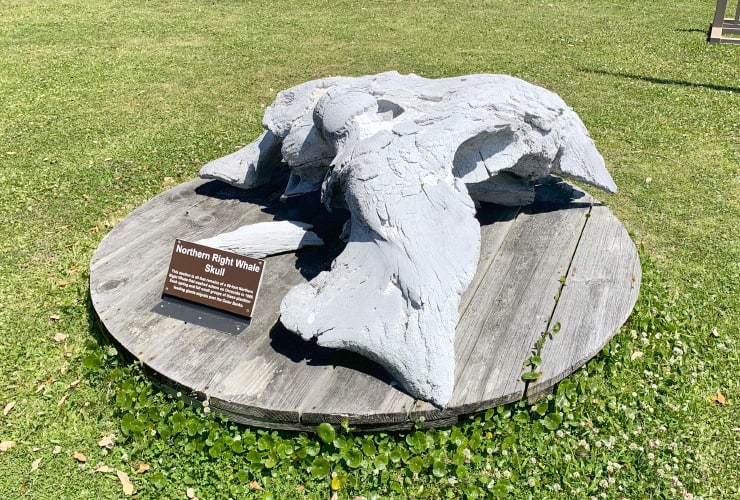 Ocracoke Island Visitor Center Whale Skull