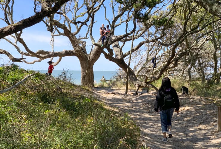 Ocracoke Island Springer’s Point Trail Climbing Tree