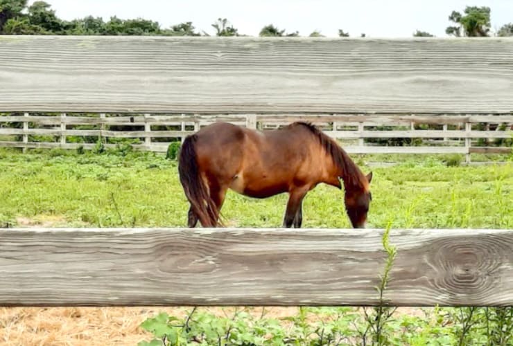 Ocracoke Pony