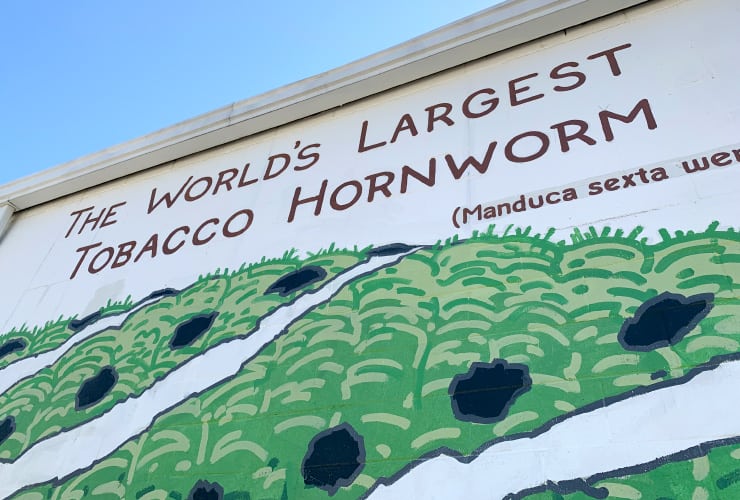 Oliver the World's Largest Tobacco Hornworm