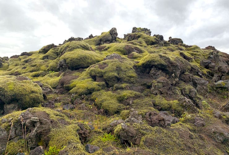 Moss Covered Lava Rocks Iceland