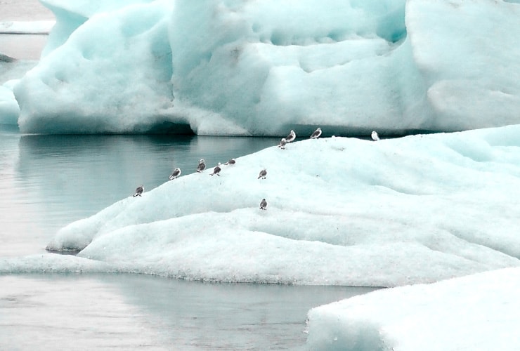 Birds Sitting on Icebergs at Jökulsárlón Glacial Lagoon