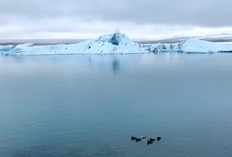 Ducks Enjoying Jökulsárlón Glacial Lagoon Iceland