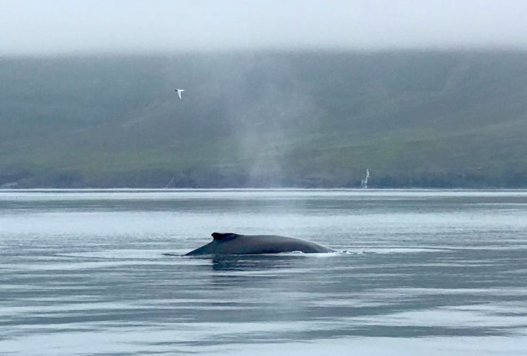 Humpback Whale Eyjafjörður Iceland