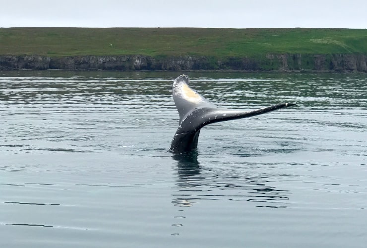Dalvik Whale Watching Best Iceland Beaches and Lighthouses