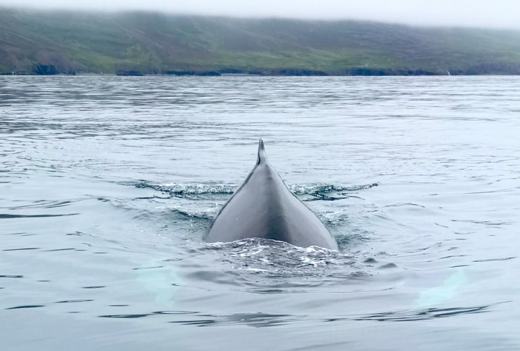 Humpback Whale Starting to go Underneath Our Boat Iceland