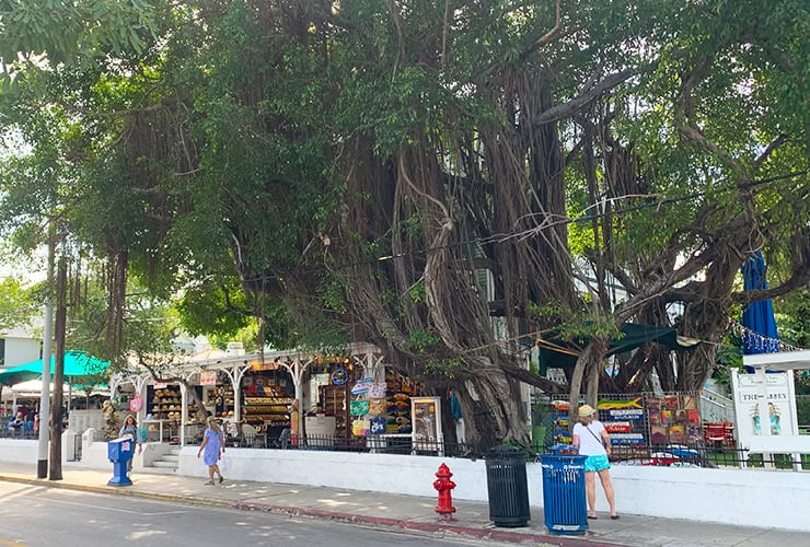 Banyan tree Key West