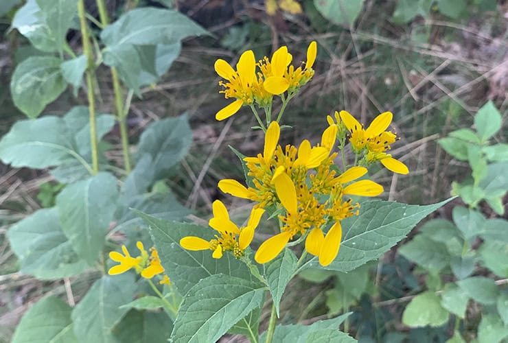 Wildflowers at Stone Mountain North Carolina