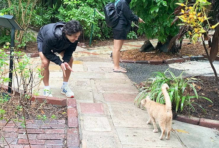 Things to do in Key West The Hemingway House Cats