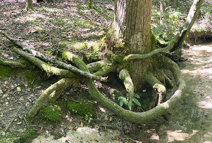 Tree Roots at Stone Mountain North Carolina