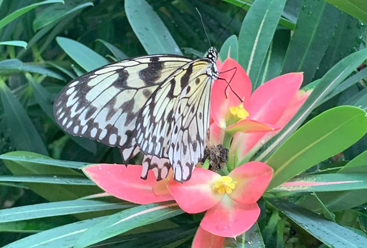 09_01_key_west_butterfly_conservatory