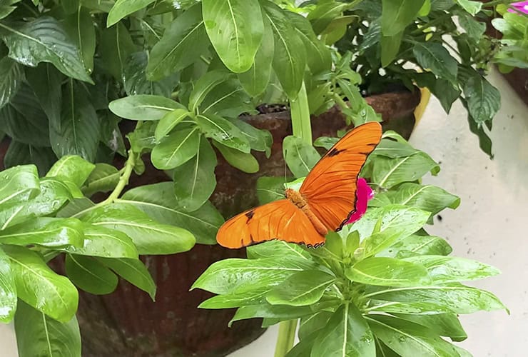 09_03_key_west_butterfly_conservatory