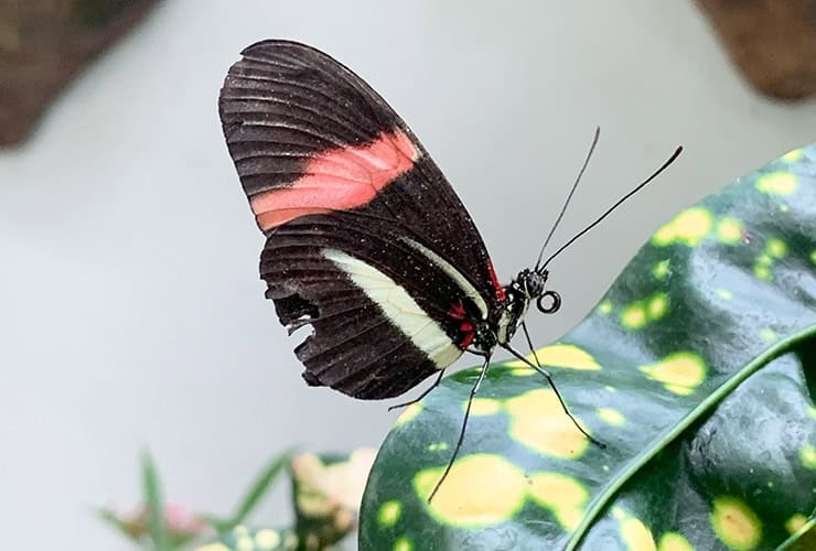 Key West Butterfly Conservatory