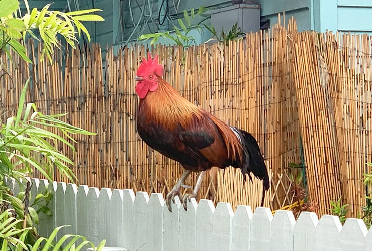 Things to do in Key West Rooster