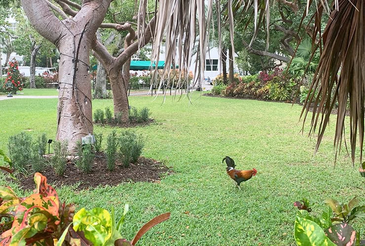 14_02_key_west_chickens